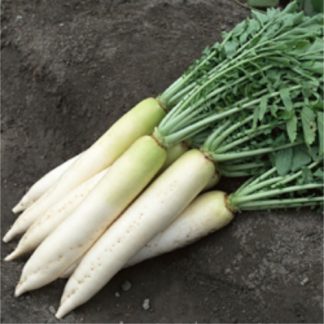 Radis d'hiver Daikon